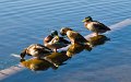 Ducks in a row